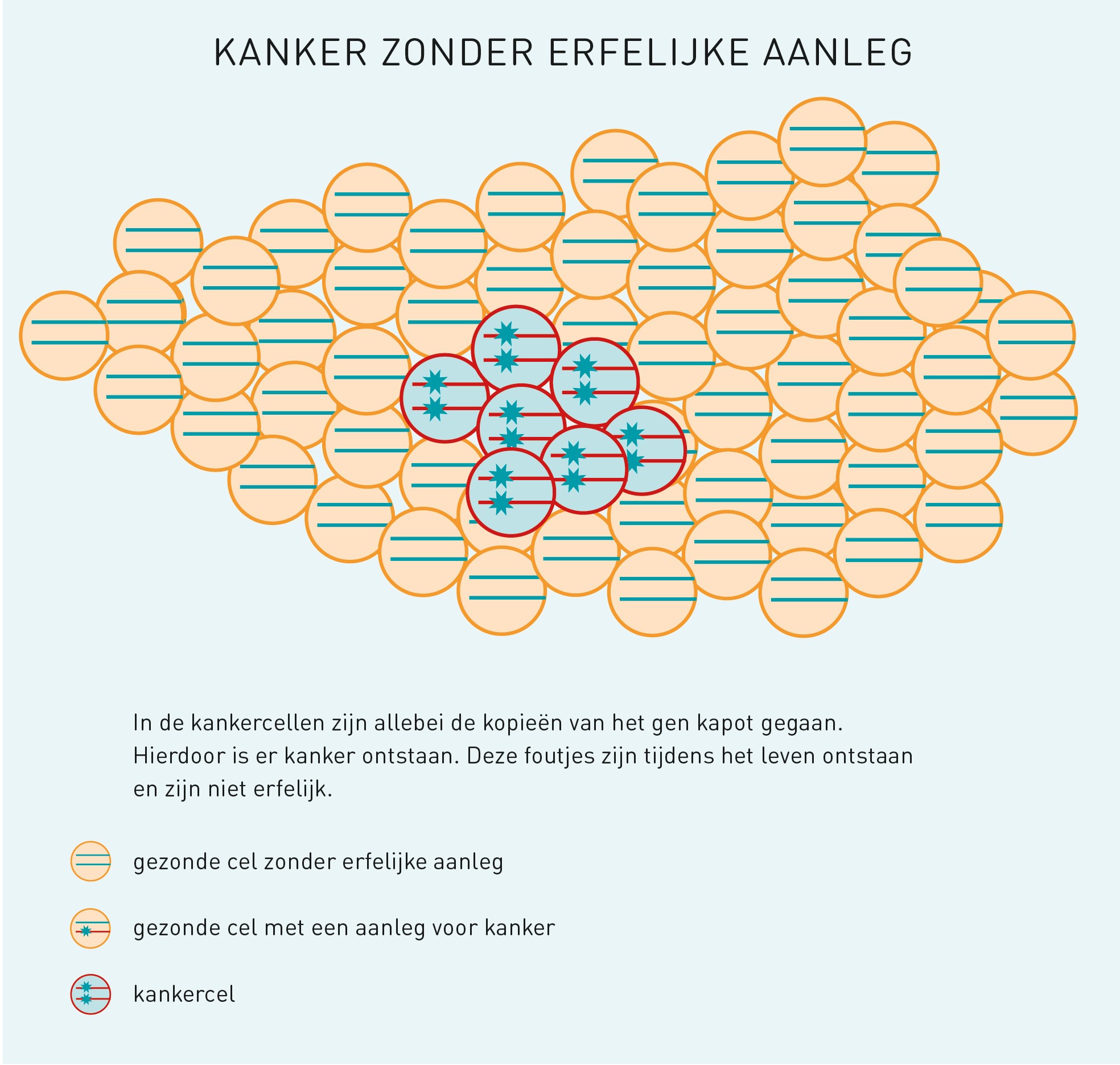 Dna Onderzoek Van Kankercellen Erfelijkheid Nl